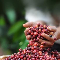 Nescafé Dolce Gusto Cappuccino Capsules - 90 Koffiecups -Koffieverkoopwinkel 1190x1200 5