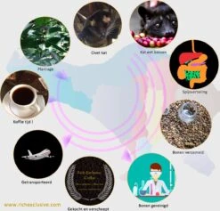Kopi Luwak Koffie. 35 Gram Ongemalen Bonen. Direct Trade. Single Origin. The Original By Rich.Exclusive. -Koffieverkoopwinkel 1200x1153 6
