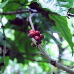 Kopi Luwak Koffie. 35 Gram Ongemalen Bonen. Direct Trade. Single Origin. The Original By Rich.Exclusive. -Koffieverkoopwinkel 1200x1200 686