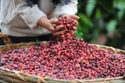 Nescafé Espresso Oploskoffie - 6 Doosjes à 25 Zakjes -Koffieverkoopwinkel 1200x798 10