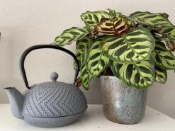 Bredemeijer Theepot Fujian 1.2L Met Filter Warm Grijs 17 Bredemeijer Theepot Fujian 1.2L Met Filter Warm Grijs -Koffieverkoopwinkel 1200x899 11