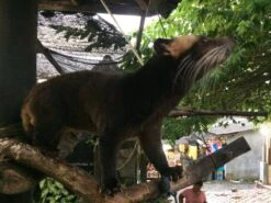 Kopi Luwak Koffie. 35 Gram Ongemalen Bonen. Direct Trade. Single Origin. The Original By Rich.Exclusive. -Koffieverkoopwinkel 1200x900 49