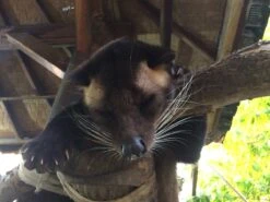 Kopi Luwak Koffie. 35 Gram Ongemalen Bonen. Direct Trade. Single Origin. The Original By Rich.Exclusive. -Koffieverkoopwinkel 1200x900 50