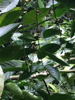 Kopi Luwak Koffie. 35 Gram Ongemalen Bonen. Direct Trade. Single Origin. The Original By Rich.Exclusive. -Koffieverkoopwinkel 900x1200 18